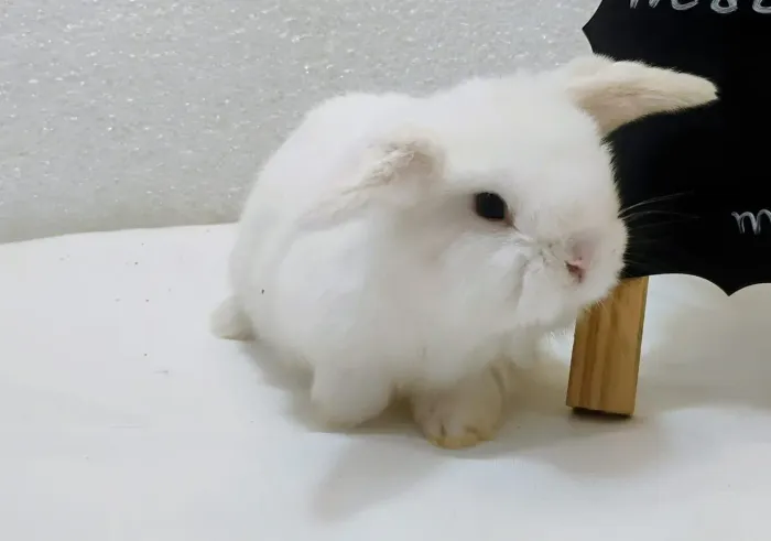 Mini Coelhos Lion Head e Lop à pronta entrega