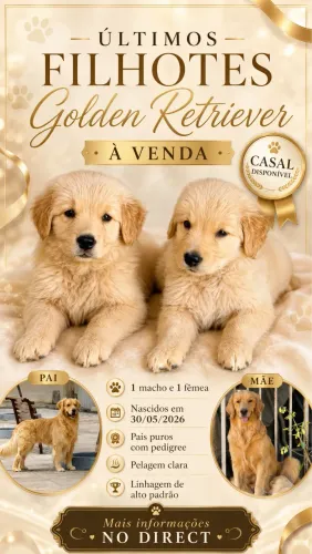Golden Retriever Alto Padrão - Último Casal Disponível