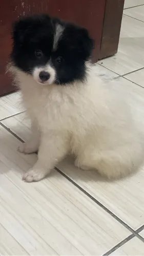 Splitz alemão