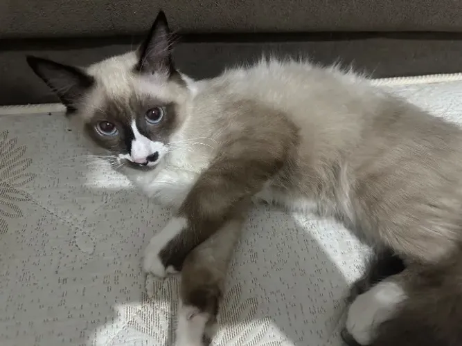 Vendo Dois gatos Siamês, Uma fêmea e um macho 