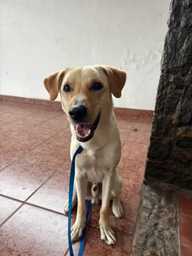 Logan para adoção responsável