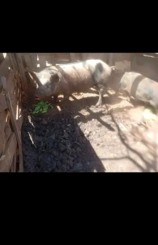 Vendo porco capado