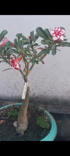 Plantas