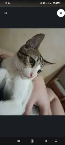 Adoção gato pequeno