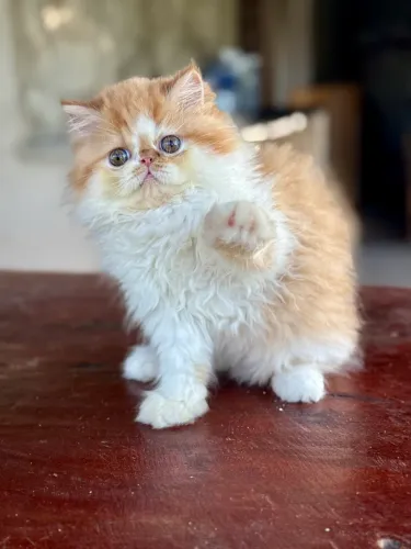 Filhotes de gato persa