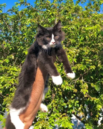 MAINE COON MACHO FILHOTE