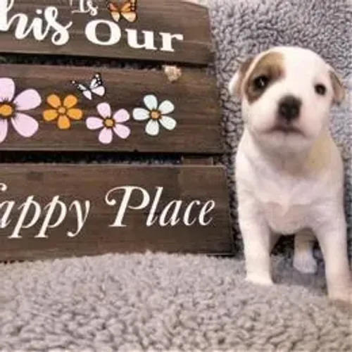 Jack Russell Terrier,Jack Russell Terrier Filhote Estrutura Perfeita Disponível