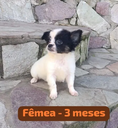 Chihuahua Pelo longo disponíveis em Pernambuco