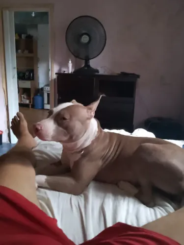Pitbul