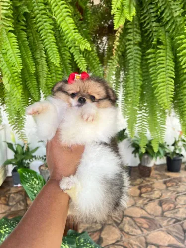 Lulu da Pomerânia simplesmente perfeito