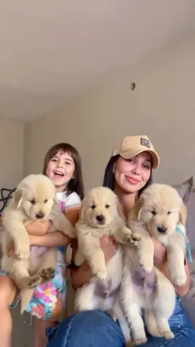 Golden filhotes