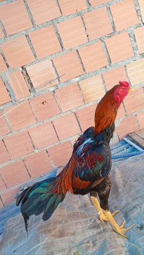 frango é uma galinha cariocas