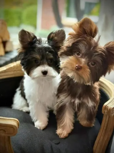 Yorkshire Golddust e Chocolate C/ Pedigree 
