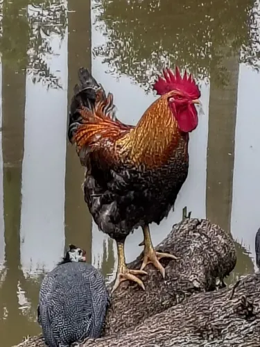 Lindo galo paraíso pedres ( postura e engorda)
