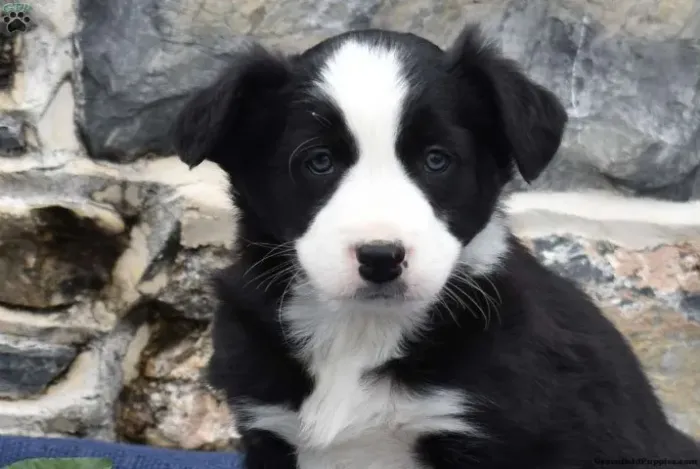 Border Collie super inteligente - destaque total