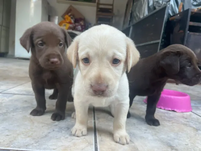 Labrador varias cores