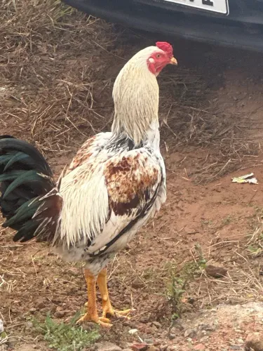 Galo índio adulto 11 meses