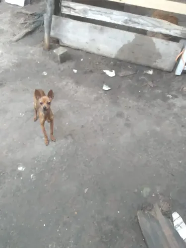 Vendo pinchi femea