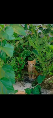 Gatos para Adoção