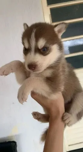 Husky siberiano seu companheiro de cada passo