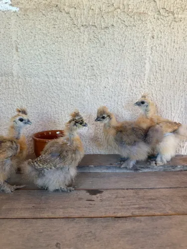 Franguinhos de sedosa