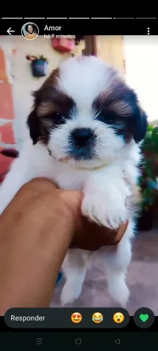 Cachorro shih Tzu