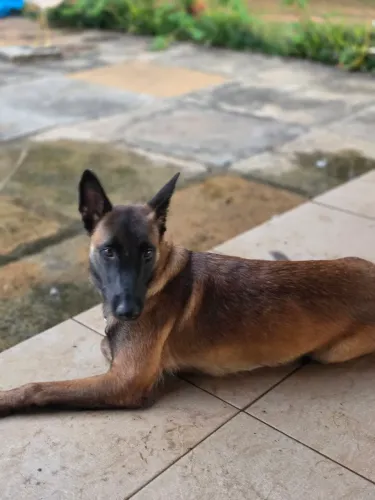 Vendo pastor belga malinois 11 meses.