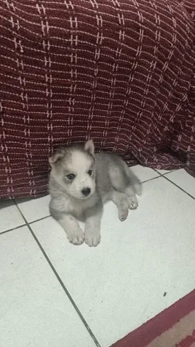 Husky siberiano macho