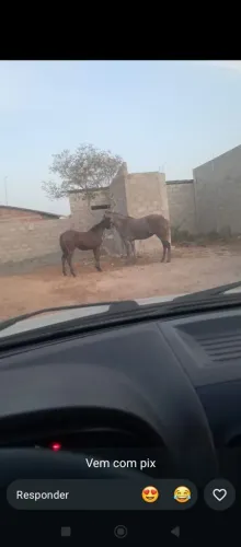 Égua e pordo