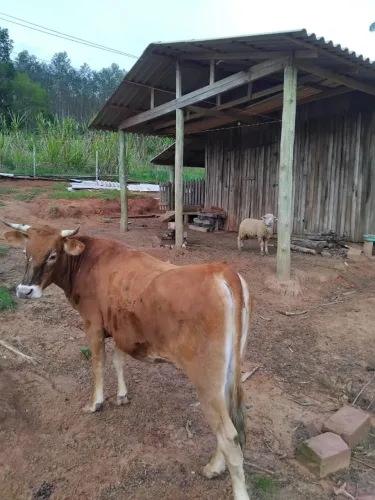 Novilha Jersey