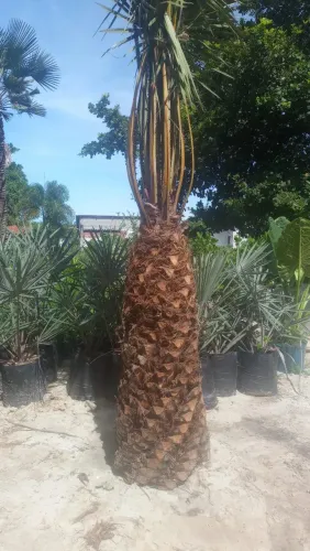 Palmeira carnaúba