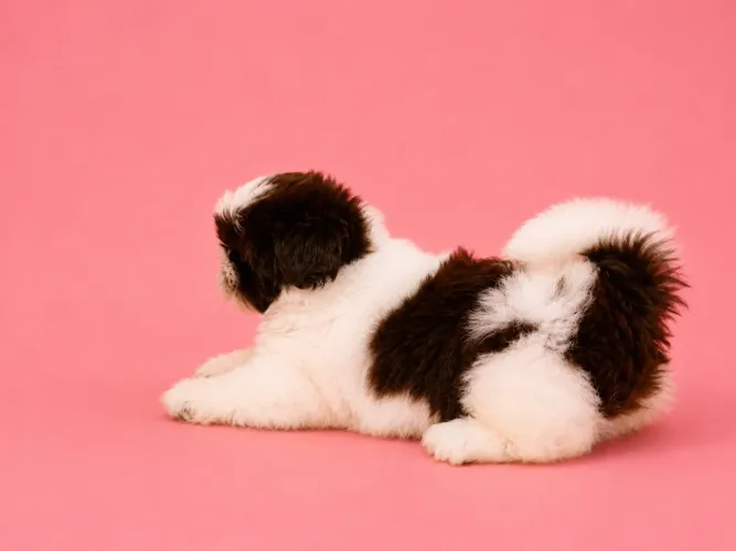 Shihtzu