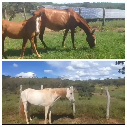 Potro e cavalo 1000 cada para venda! 