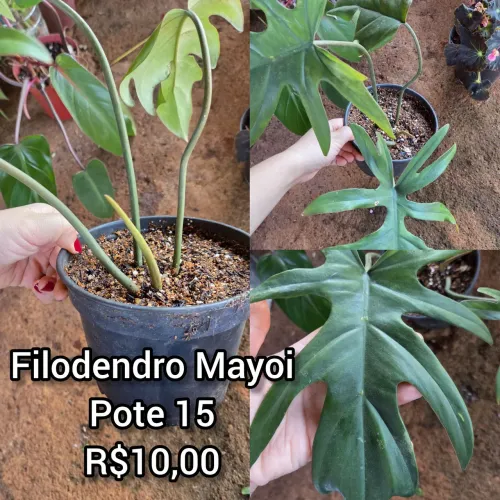 Lindas Plantas