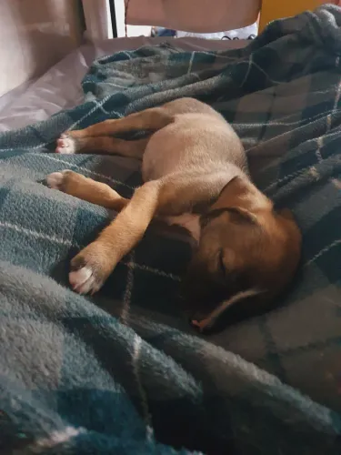 Doa-se filhote de cachorro