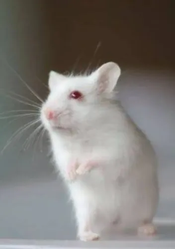 Hamister 