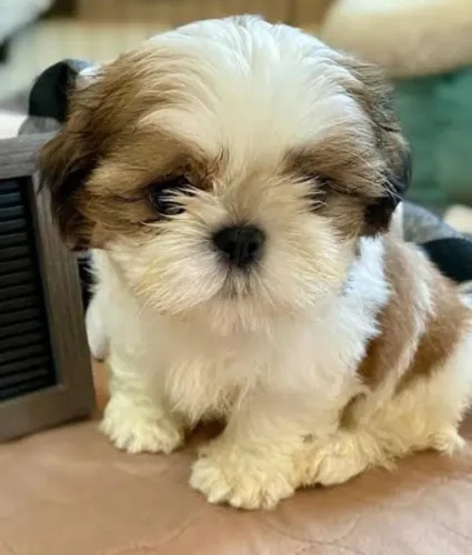 Shihtzu Filhotes Muito Amigáveis.