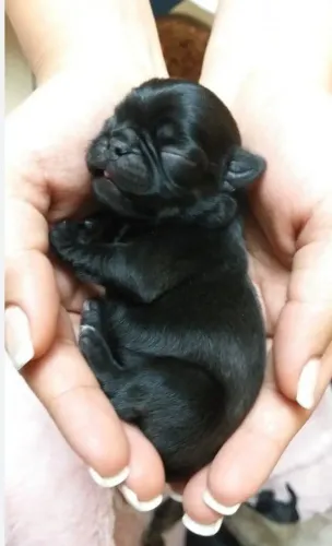 Filhote de pug fêmea