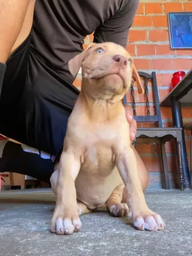 Pitbull Terrie vacinada filhote 
