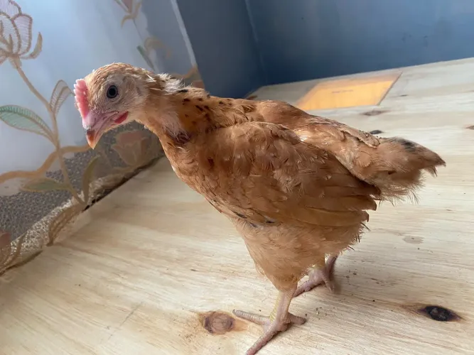 GALINHA/FRANGO