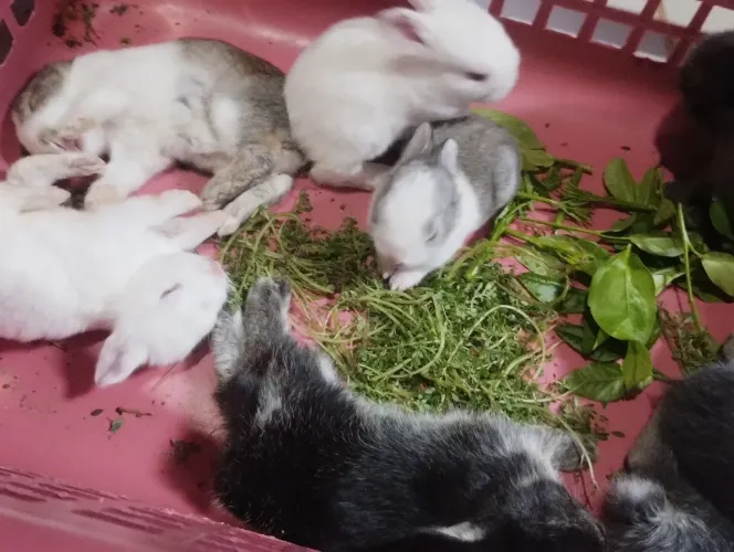 ? coelhos?