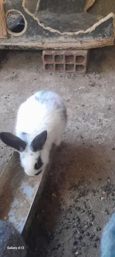 Vendo filhotes de coelhos machos é fêmeas . Coelhos raça comuns