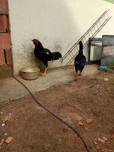 Vendo um casal galinhas genética Malaio esse lente pra quem quer da um choque de sangue