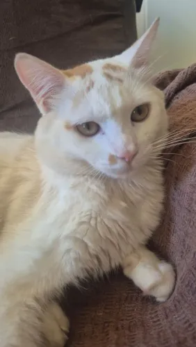 Gatinho para adoção responsável