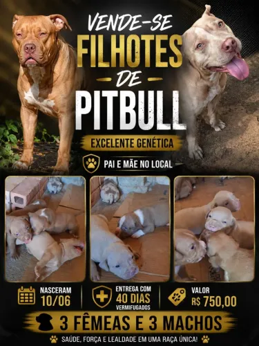 Pit Bull Filhotes