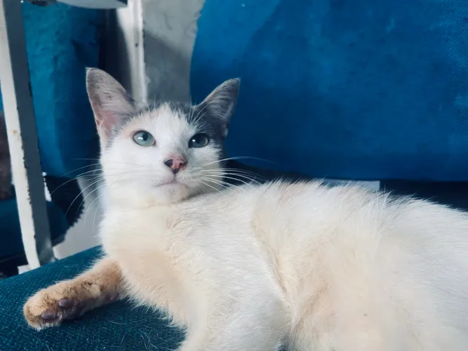 Gata de 3 meses adoção