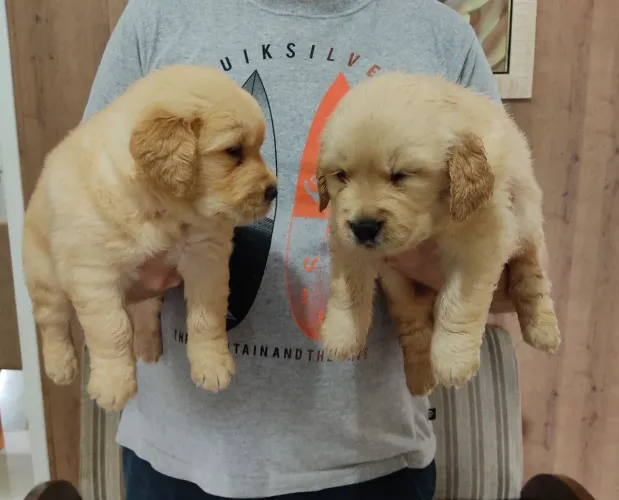 Machos de Golden Retriever excelente padrão