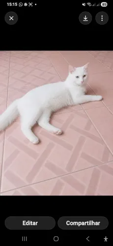 Gatinha Angorá Branca Heterocromia 6 meses Magnífica!