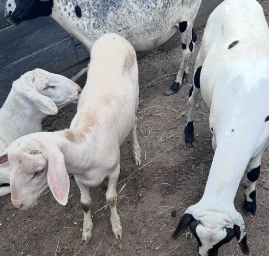 Borregos, ovelhas, cordeiro , carneiro