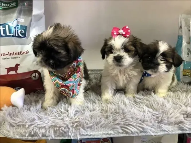 Lhasa Apso,Lhasa Apso Filhote Saudável Excelente Companhia